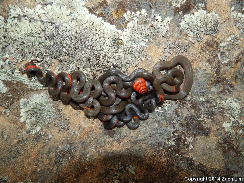 Pacific Ring-necked Snake (Diadophis punctatus amabilis)