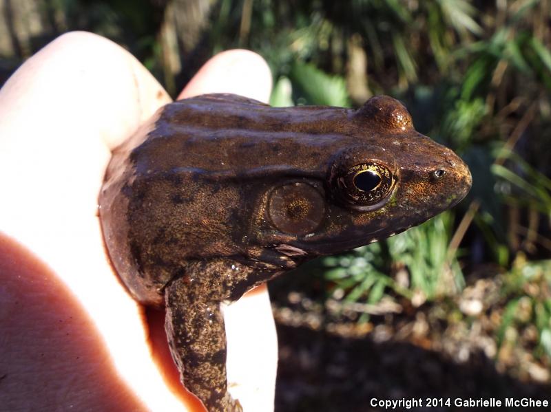 River Frog (Lithobates heckscheri)