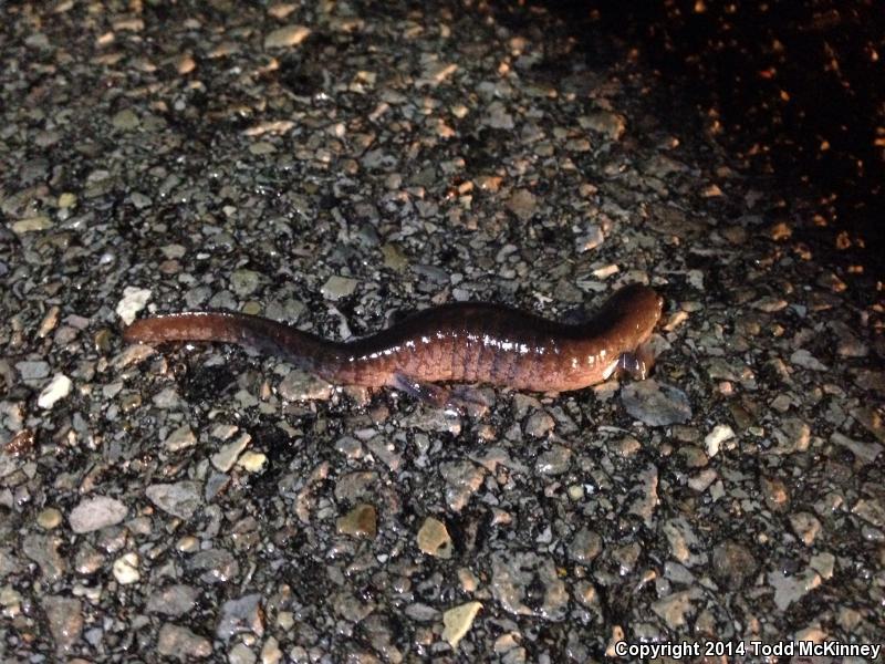 Small-mouthed Salamander (Ambystoma texanum)