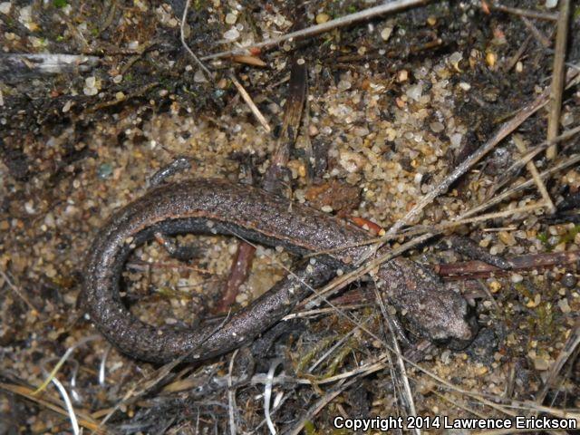 Gabilan Mountains Slender Salamander (Batrachoseps gavilanensis)