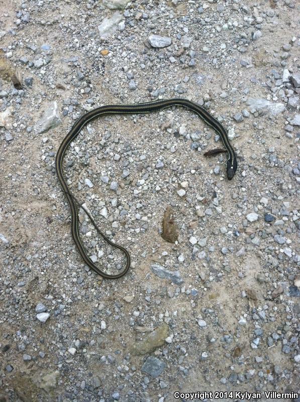 Gulf Coast Ribbonsnake (Thamnophis proximus orarius)