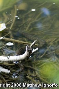 Northern Watersnake (Nerodia sipedon)