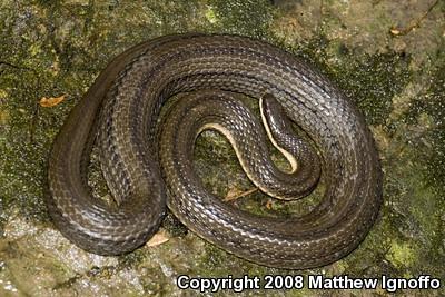 Queensnake (Regina septemvittata)