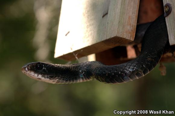 Northern  Black Racer (Coluber constrictor constrictor)