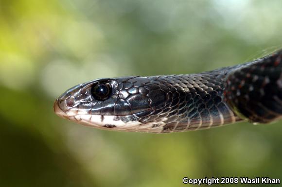 Northern  Black Racer (Coluber constrictor constrictor)