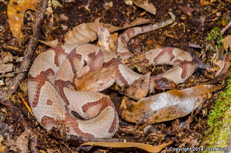 Southern Copperhead (Agkistrodon contortrix contortrix)