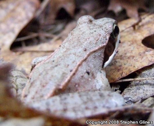 Wood Frog (Lithobates sylvaticus)