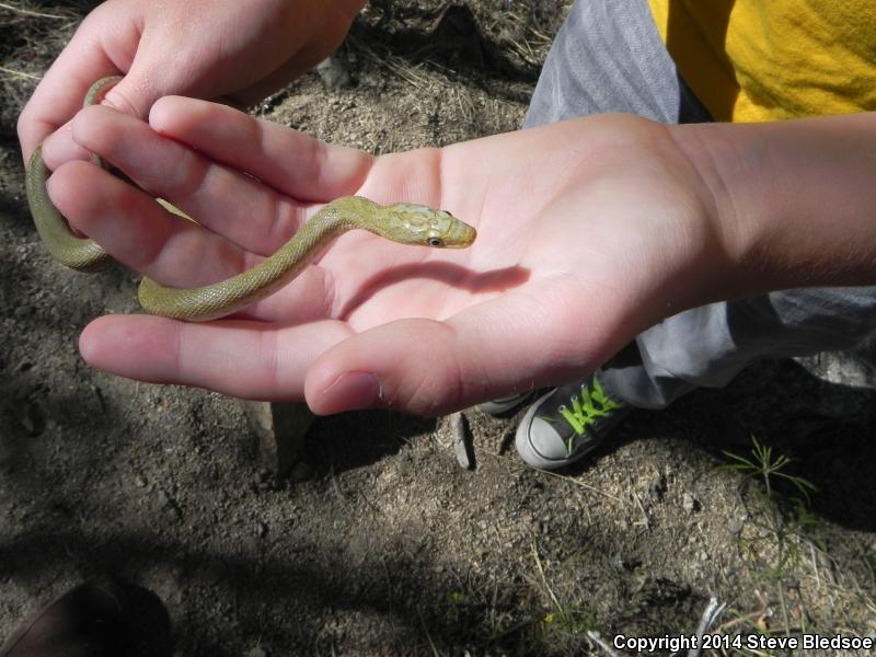 Green Ratsnake (Senticolis triaspis intermedia)