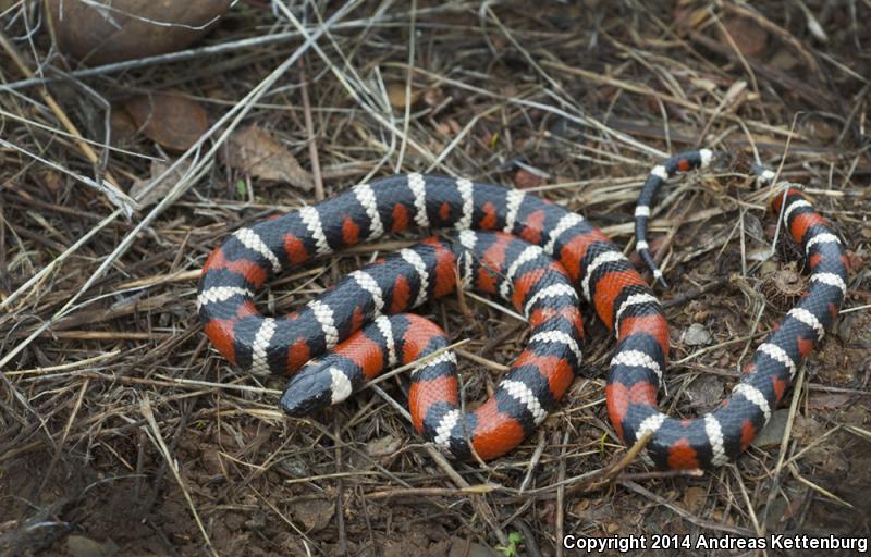 San Diego Mountain Kingsnake (Lampropeltis Zonata Pulchra)