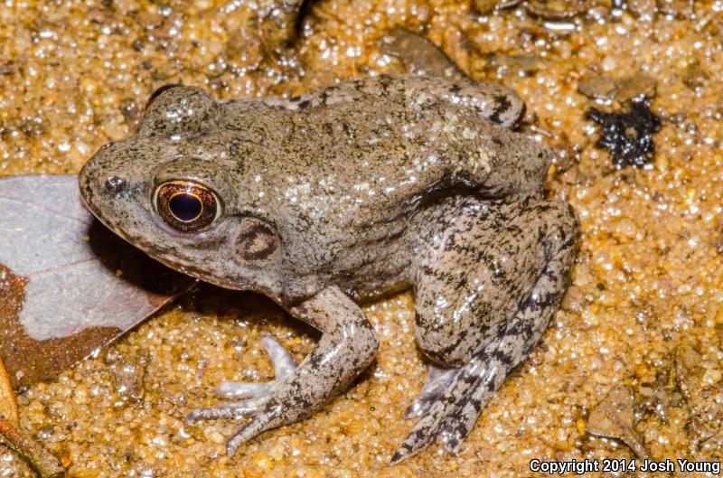 River Frog (Lithobates heckscheri)