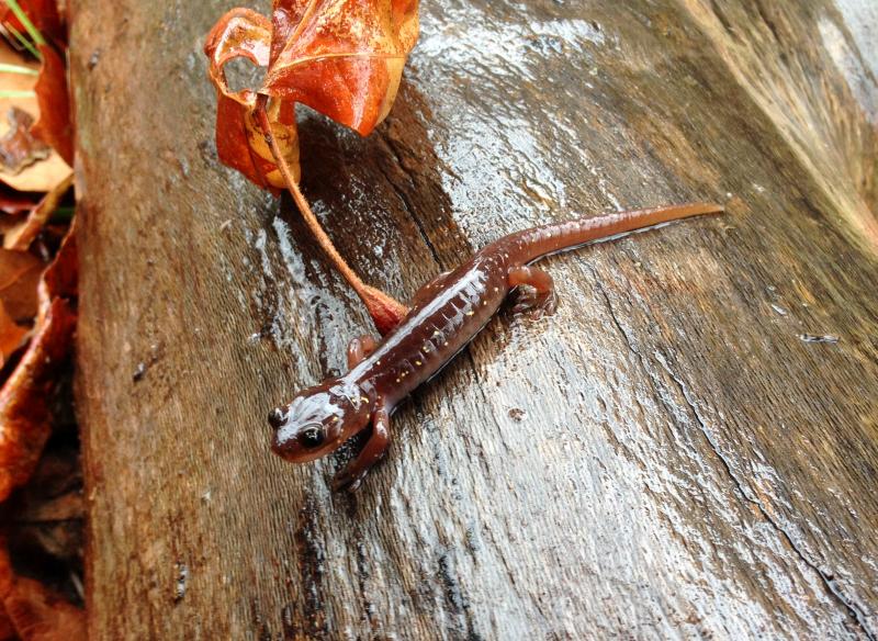 Arboreal Salamander (Aneides lugubris)