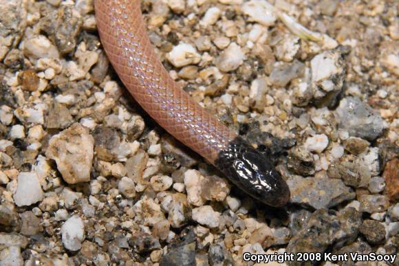 Western Black-headed Snake (Tantilla planiceps)