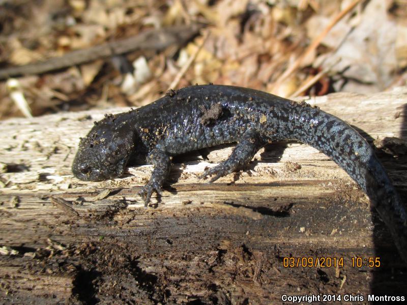 Mole Salamander (Ambystoma talpoideum)