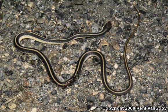 Coast Patch-nosed Snake (Salvadora hexalepis virgultea)