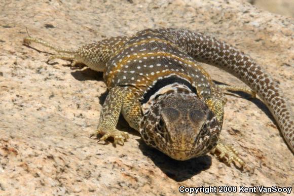 Great Basin Collared Lizard (Crotaphytus bicinctores)