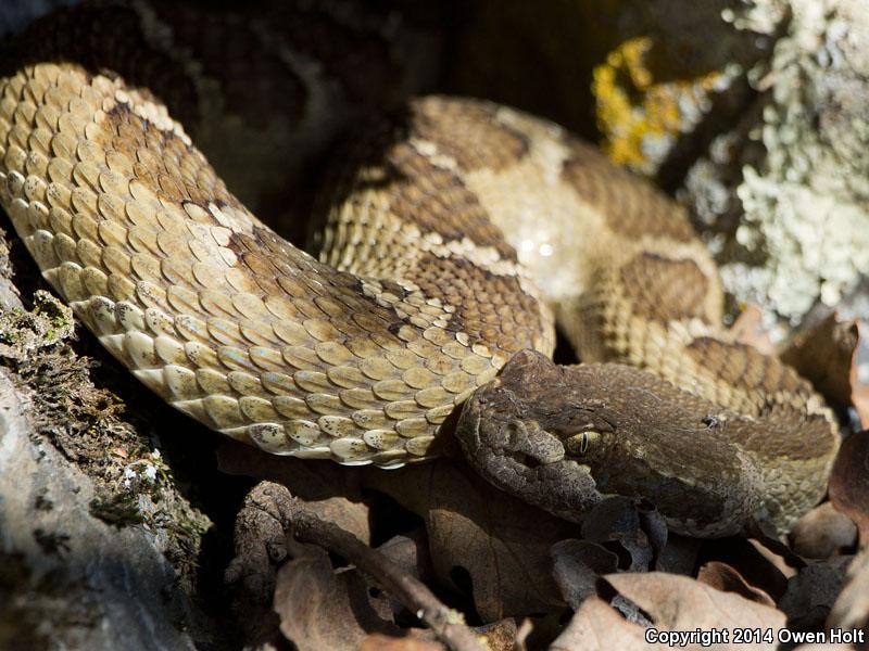 Northern Pacific Rattlesnake (crotalus Oreganus Oreganus)