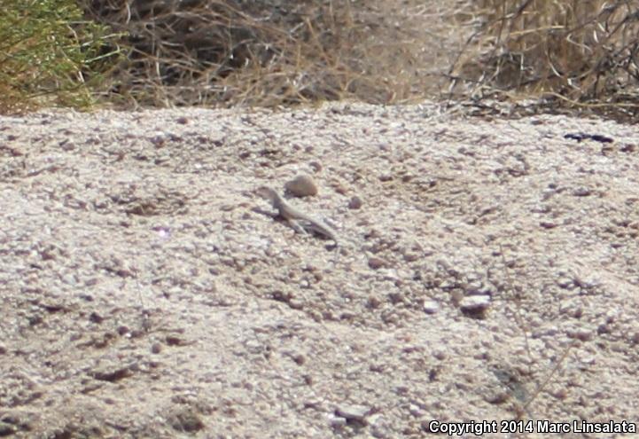 Western Zebra-tailed Lizard (Callisaurus draconoides rhodostictus)