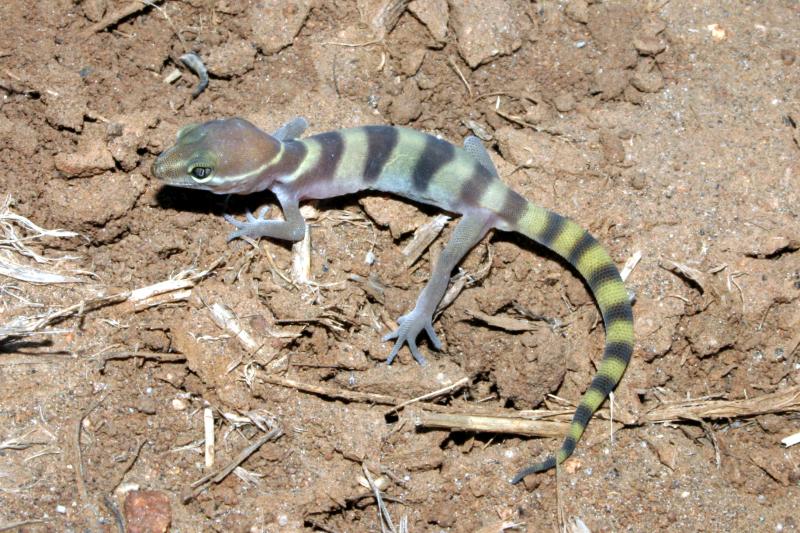 San Diego Banded Gecko (Coleonyx variegatus abbotti)