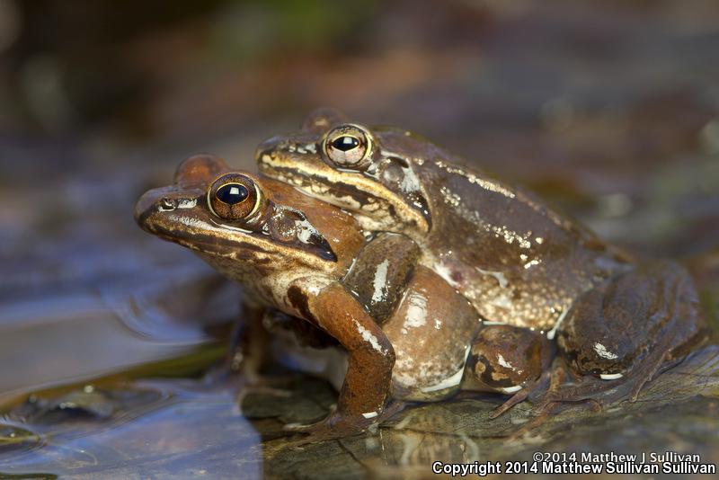 Wood Frog (Lithobates sylvaticus)