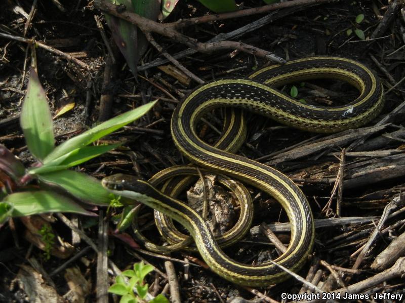 Eastern Ribbonsnake (Thamnophis Sauritus Sauritus)