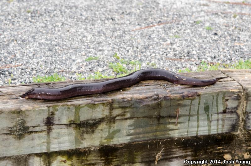 Two-toed Amphiuma (Amphiuma means)