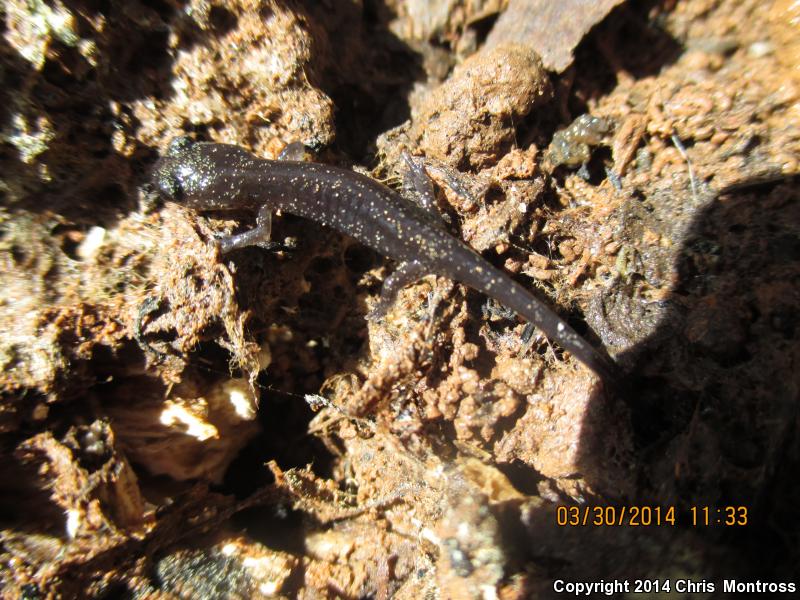 Mississippi Slimy Salamander (Plethodon mississippi)