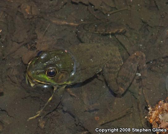 Northern Green Frog (Lithobates clamitans melanota)