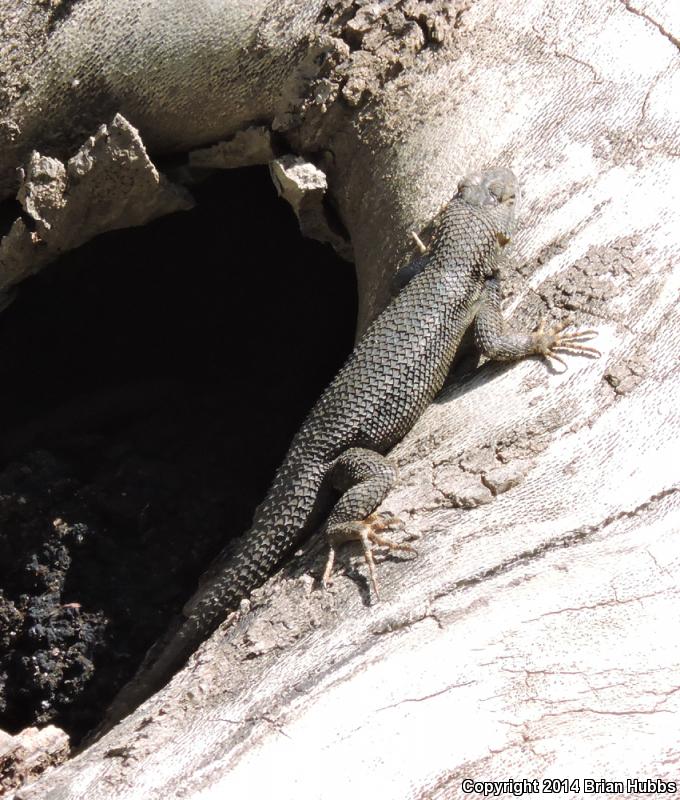 Coast Range Fence Lizard (Sceloporus occidentalis bocourtii)