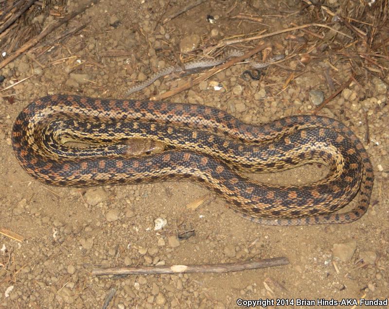 San Diego Gopher Snake (Pituophis catenifer annectens)