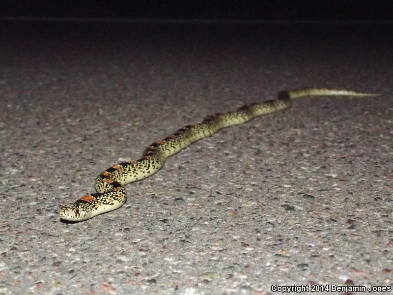 Western Long-nosed Snake (Rhinocheilus lecontei)