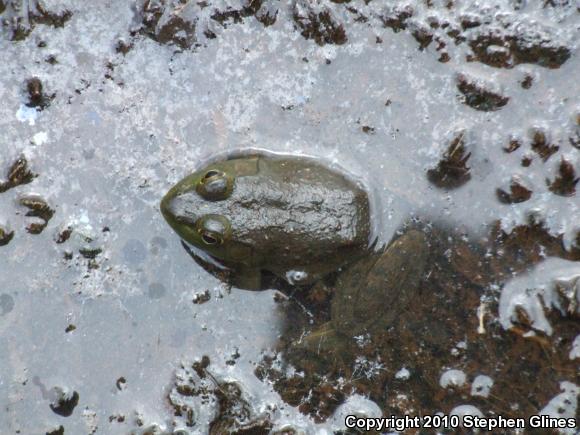 American Bullfrog (Lithobates catesbeianus)