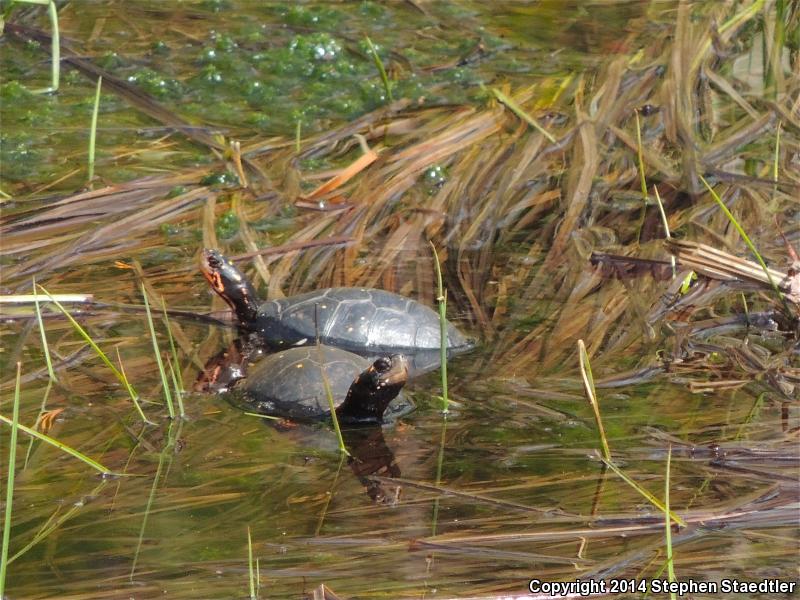 Spotted Turtle (Clemmys guttata)