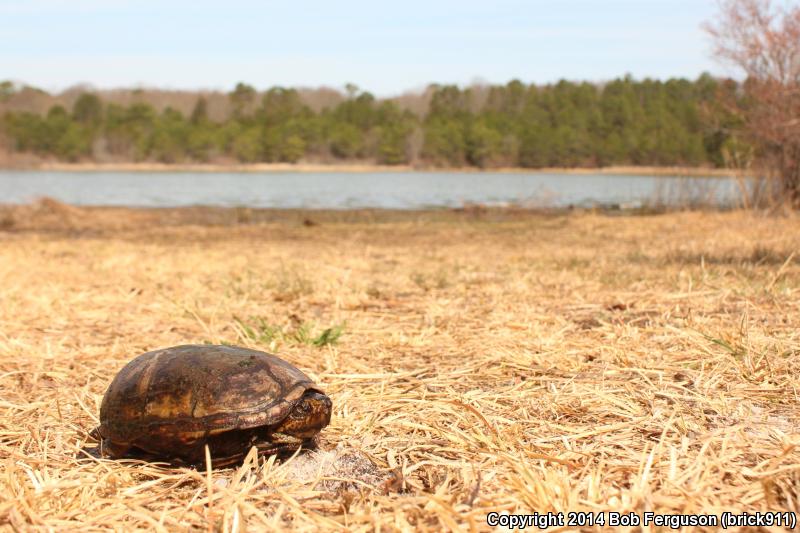 Eastern Mud Turtle (Kinosternon subrubrum subrubrum)