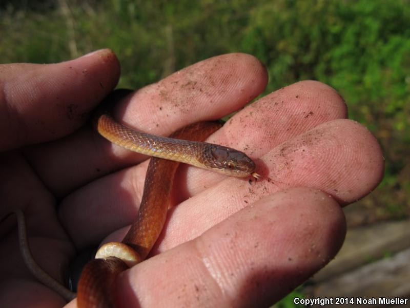 Pine Woods Littersnake (Rhadinaea flavilata)