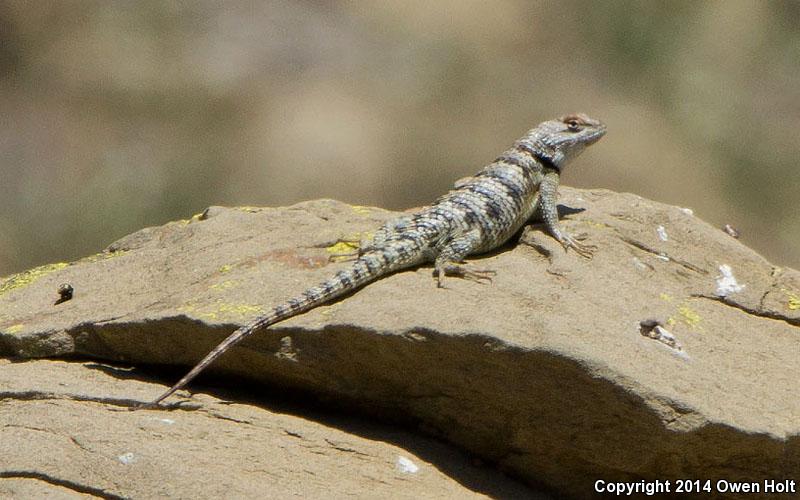 Yellow-backed Spiny Lizard (Sceloporus uniformis)