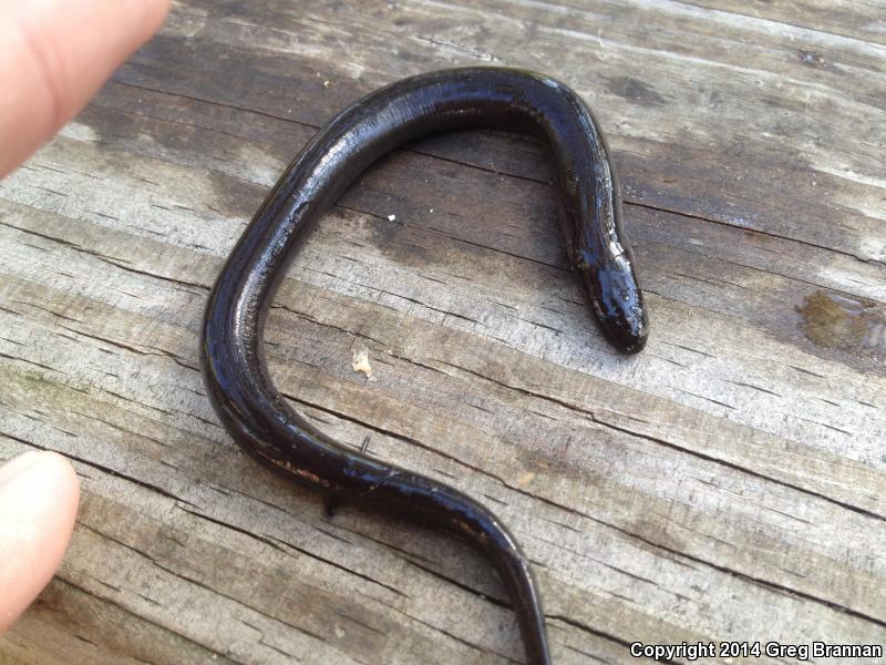 Two-toed Amphiuma (Amphiuma means)