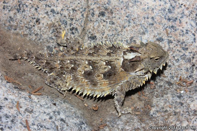 Blainville's Horned Lizard (Phrynosoma blainvillii)