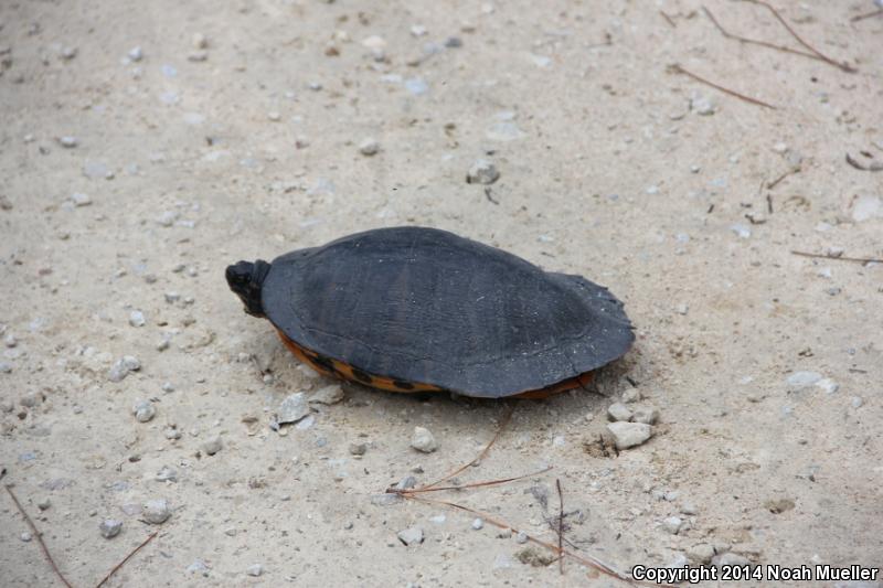 Coastal Plain Cooter (Pseudemys concinna floridana)