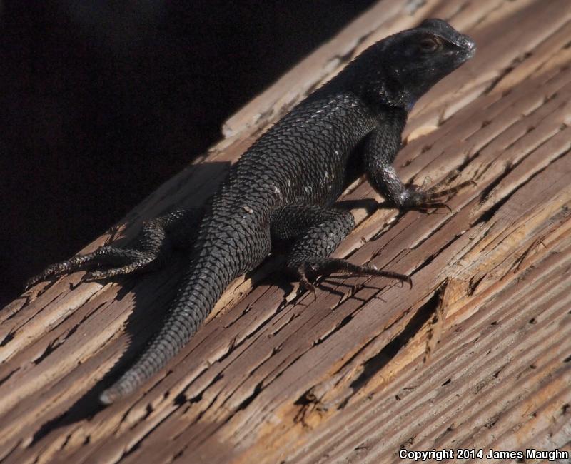 Great Basin Fence Lizard (Sceloporus occidentalis longipes)