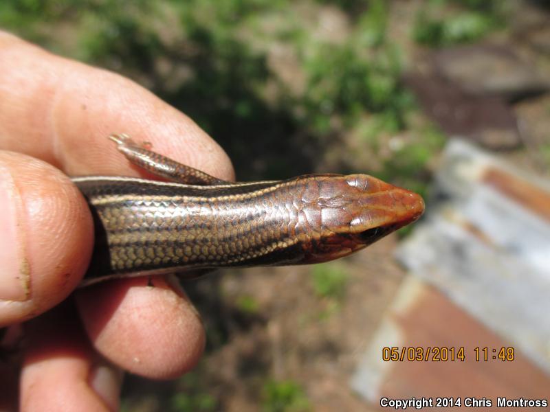 Southeastern Five-lined Skink (Plestiodon inexpectatus)