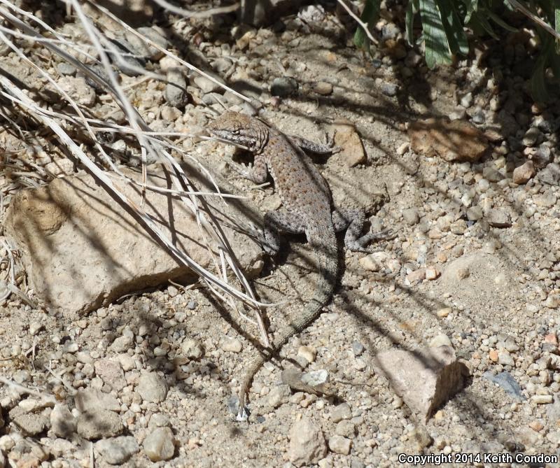 Nevada Side-blotched Lizard (Uta stansburiana nevadensis)