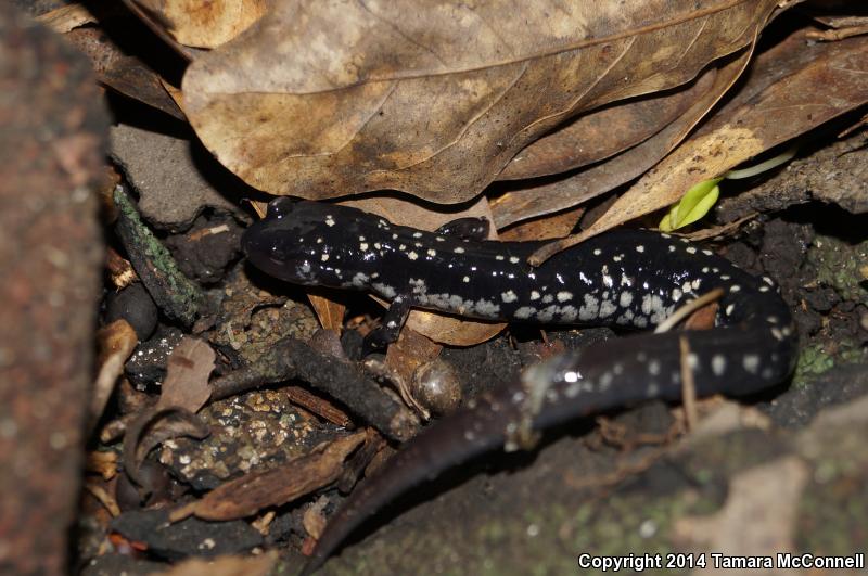 Mississippi Slimy Salamander (Plethodon mississippi)