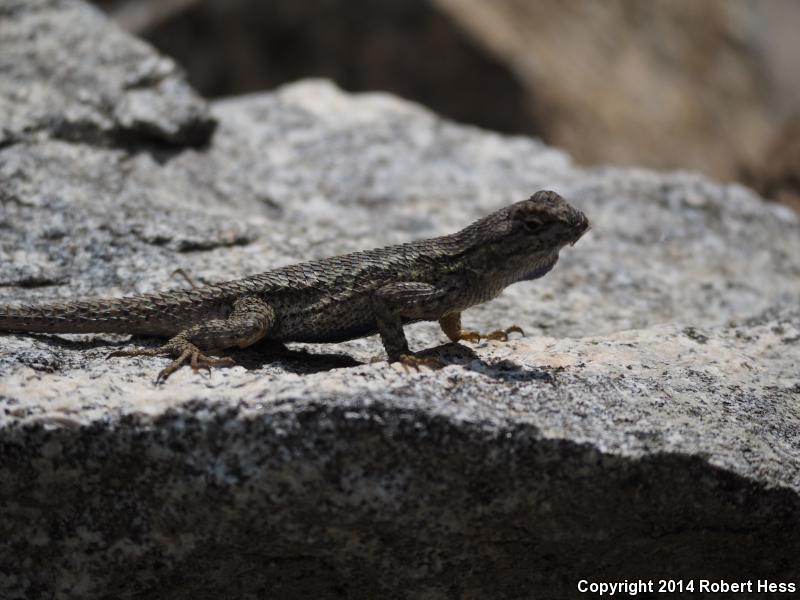 Great Basin Fence Lizard (Sceloporus occidentalis longipes)