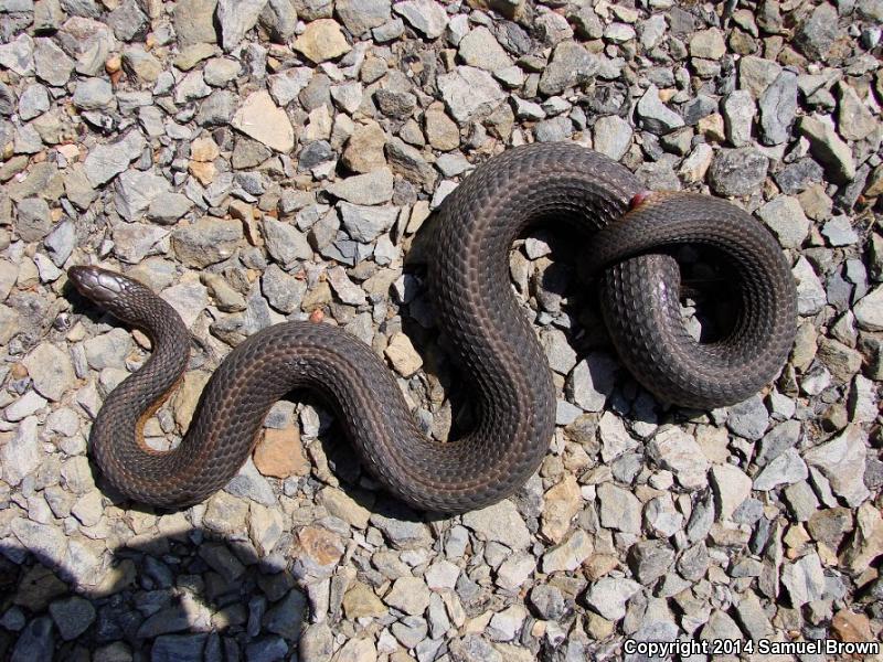 Graham's Crayfish Snake (Regina grahamii)