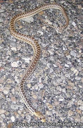 San Diego Gopher Snake (Pituophis catenifer annectens)