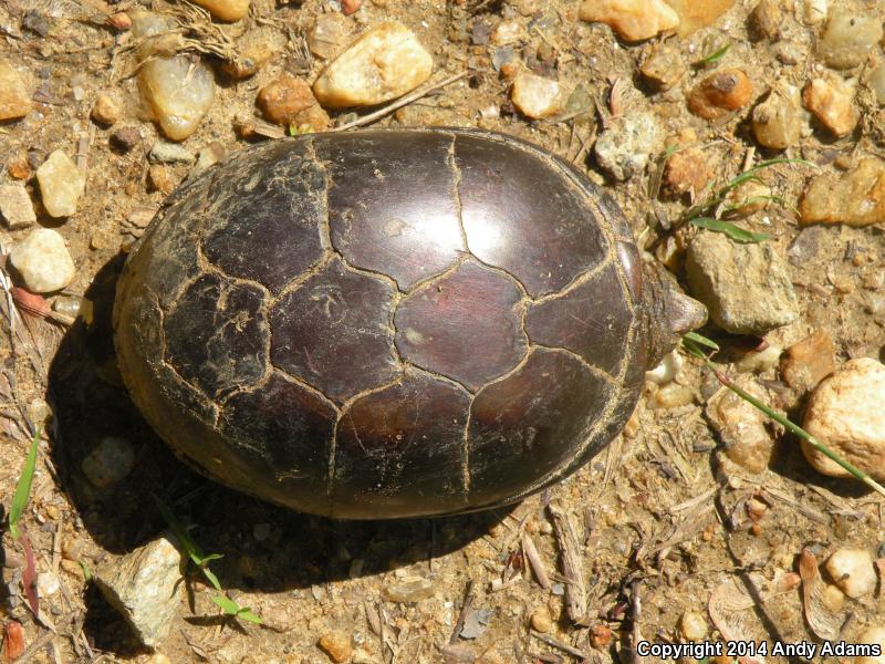 Eastern Mud Turtle (Kinosternon subrubrum subrubrum)