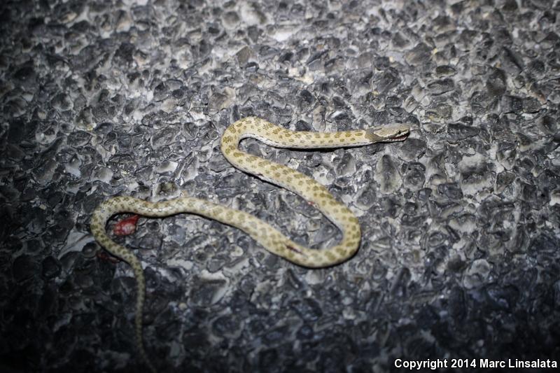 Desert Nightsnake (Hypsiglena chlorophaea deserticola)