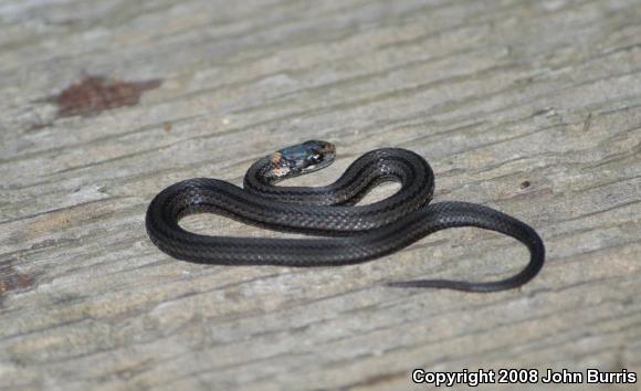 Northern Red-bellied Snake (Storeria occipitomaculata occipitomaculata)