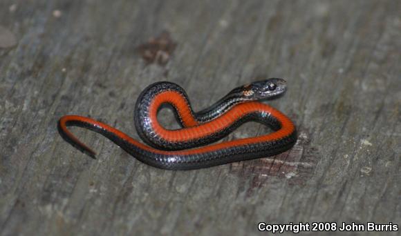 Northern Red-bellied Snake (Storeria occipitomaculata occipitomaculata)