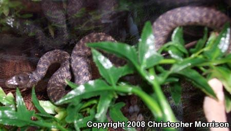 Sierra Gartersnake (Thamnophis couchii)